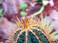 San Miguel de Allende, El Charco del Ingenio Jardín Botánico